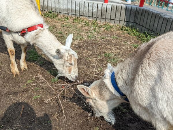 動物（ヤギ・うさぎ）のお世話